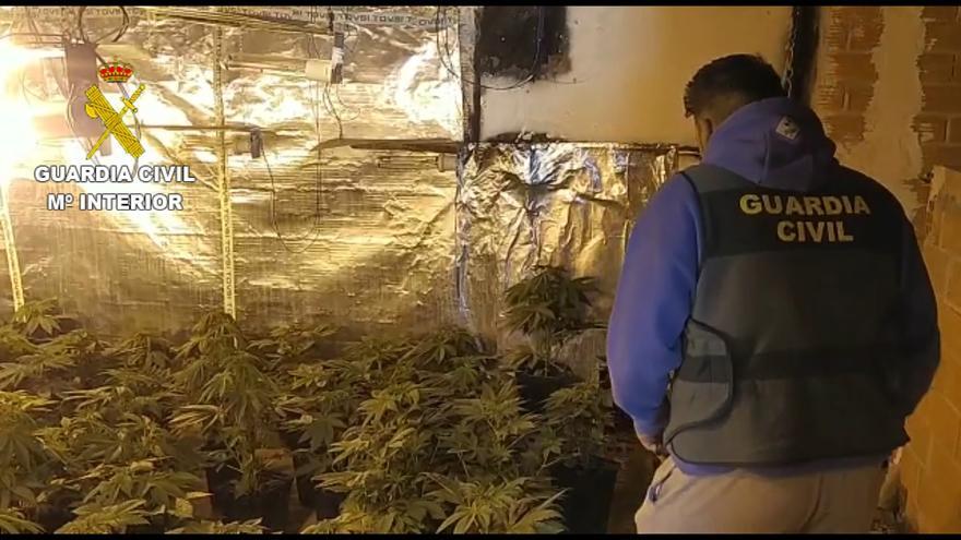 Desarticulan una organización criminal dedicada al cultivo de marihuana en Picassent