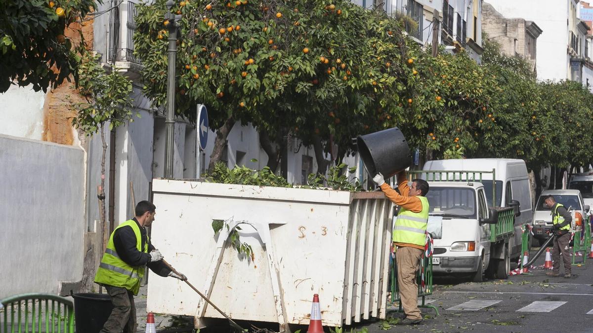 Imagen de archivo de poda de naranjos en la calle San Fernando.