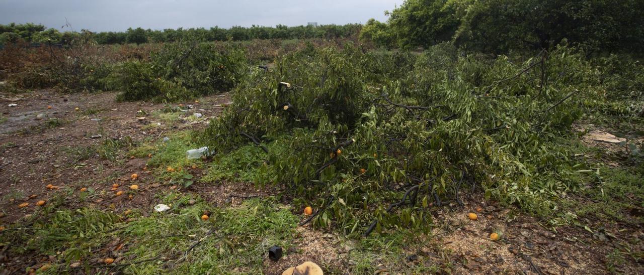 Imagen de archivo de unos terrenos de cultivo abandonados en el Camp de Morvedre. | DANIEL TORTAJADA