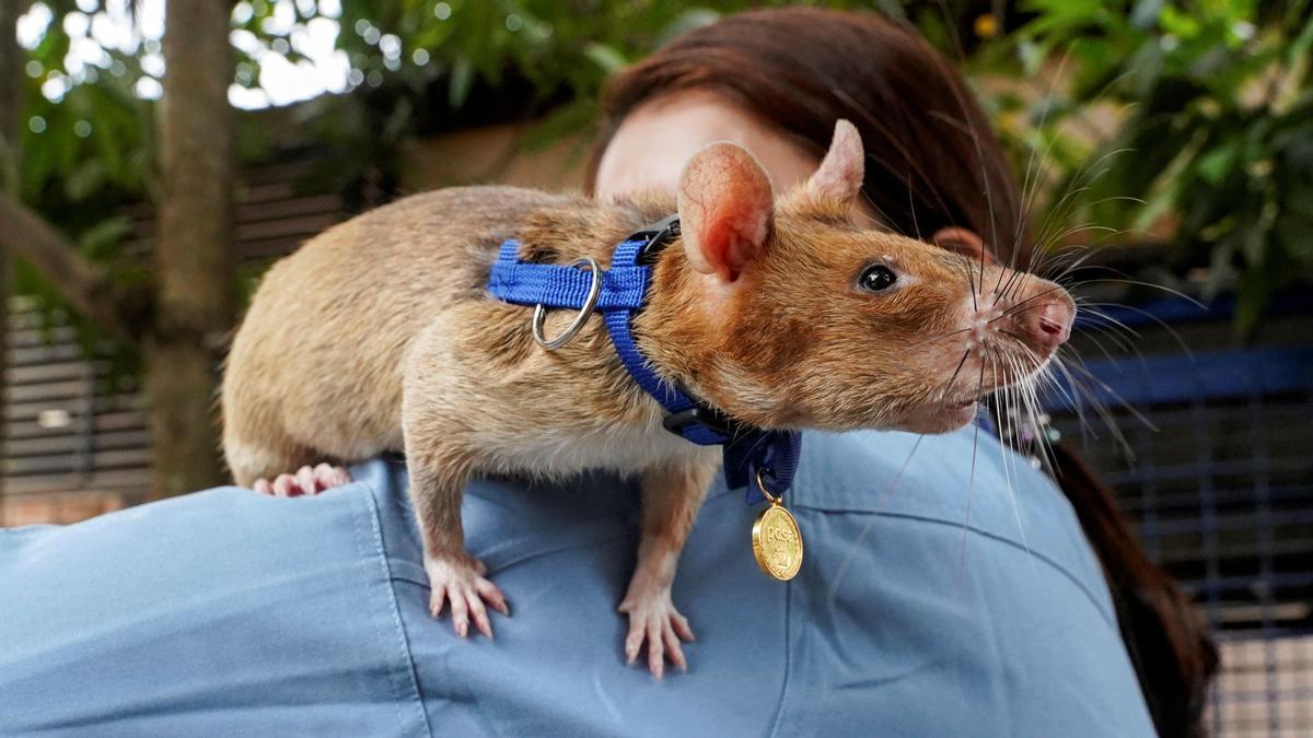 Mor la Magawa, la rata buscamines més famosa de Cambodja