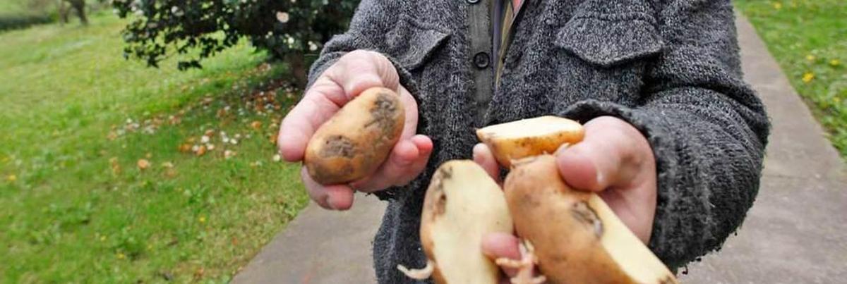 Plaga de patata en Asturias: irrumpe en Gijón y pone en alerta el área central