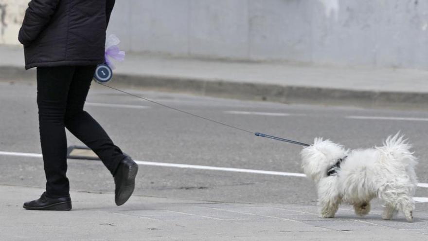 Una ciutadana passejant el seu gos, en una imatge d&#039;arxiu