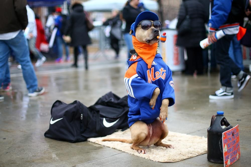 El perro Coffee posa para una foto antes del inicio del partido entre los New York Mets y los St. Louis Cardinals en Nueva York