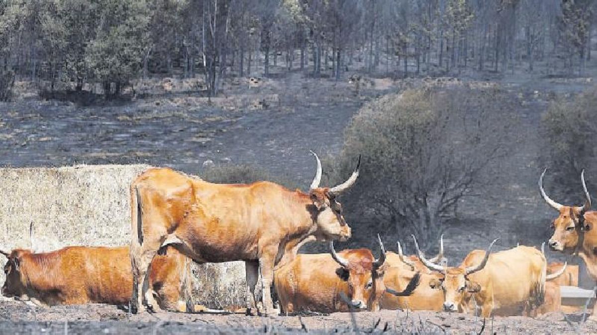 El camp ha perdut almenys 600 milions pels incendis