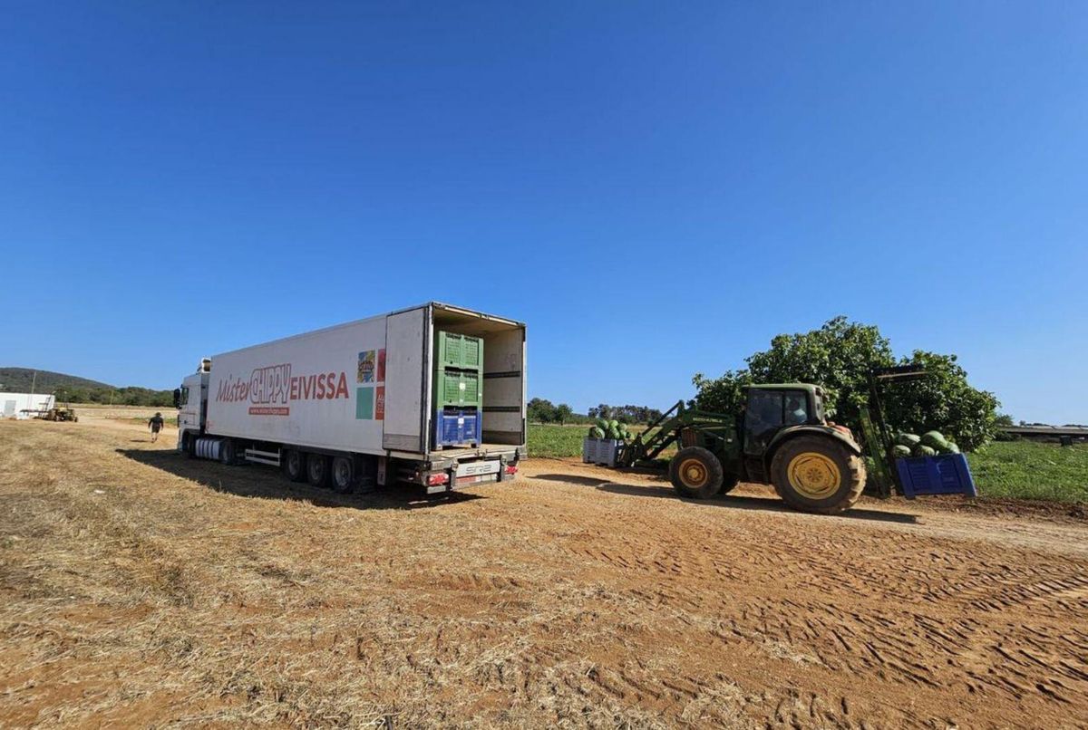 Un tractor llena un camión con cajas de sandías.