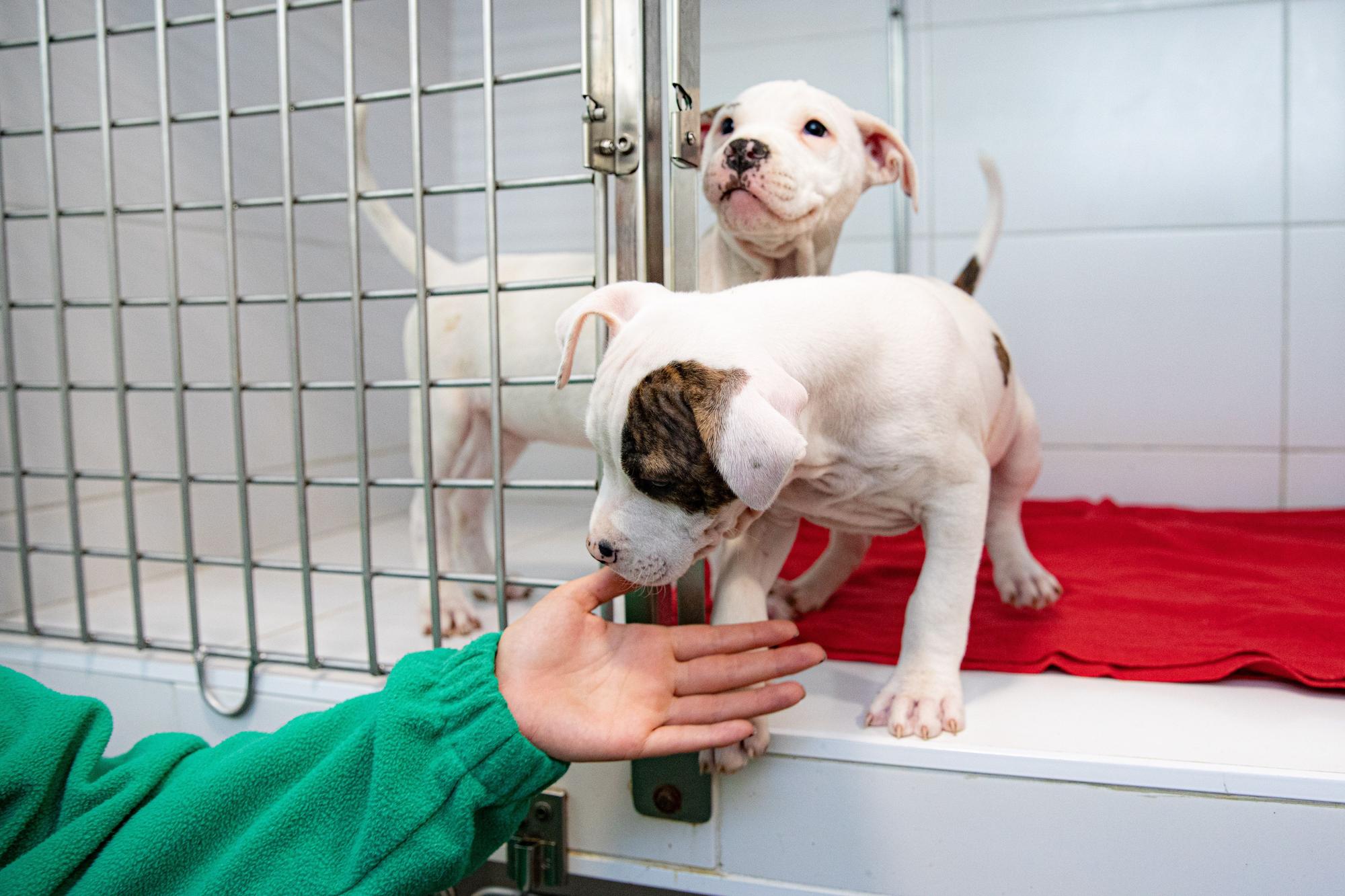 Cachorros en el Centro de Acogida de Animales de Compañia de Barcelona (CAAB)