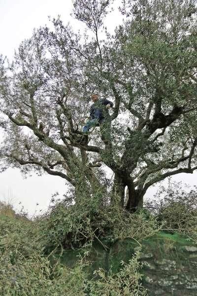 Recogida de aceituna en Fermoselle