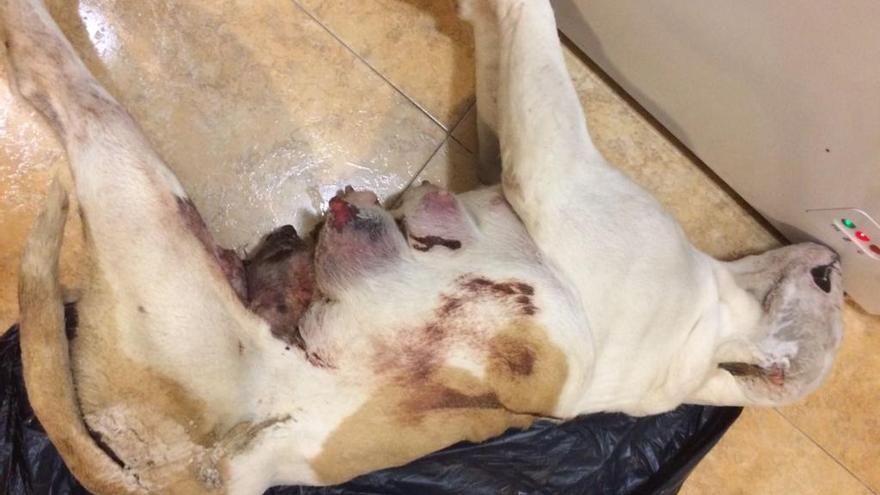 Denuncian la muerte de una bulldog americana tras sufrir un abandono extremo