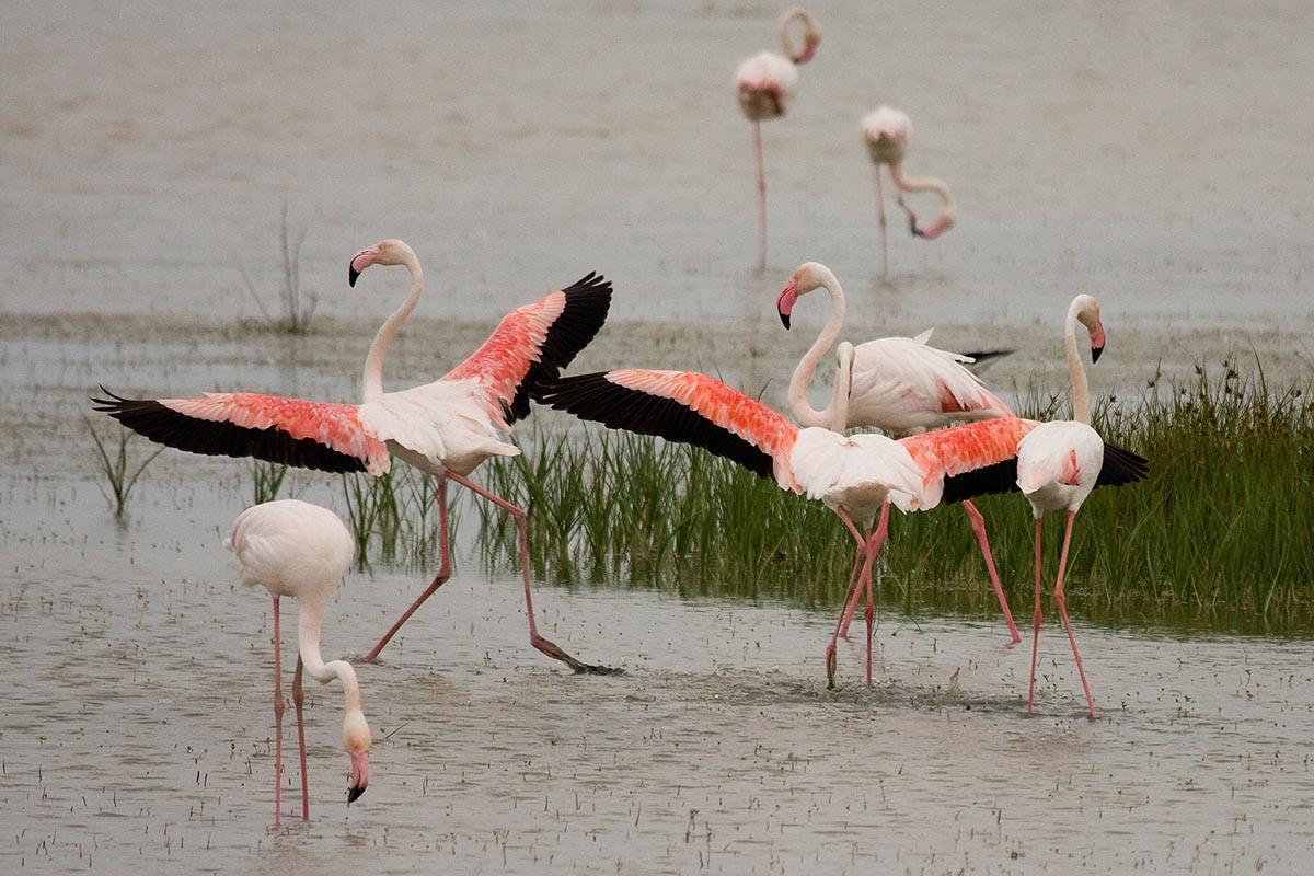 La Puebla del Río. Dehesa de Abajo