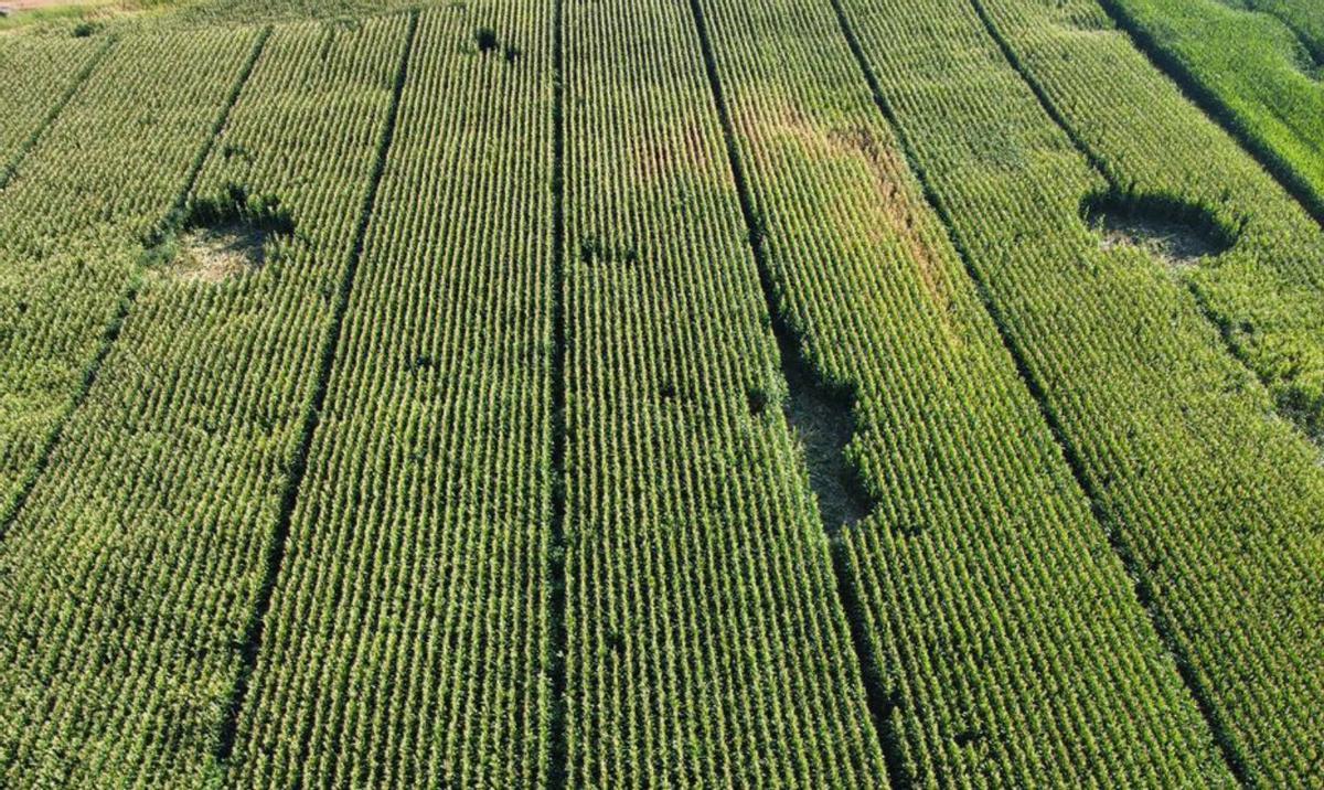Daños desde una vista aérea y sobre el terreno en un maizal | CEDIDAS
