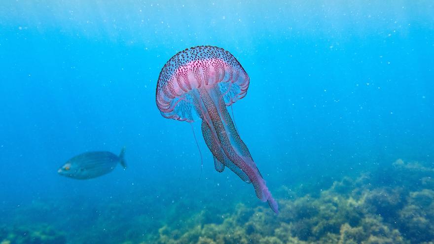 Protección Civil de Carballo alerta de la &quot;presencia masiva&quot; de medusas en las playas