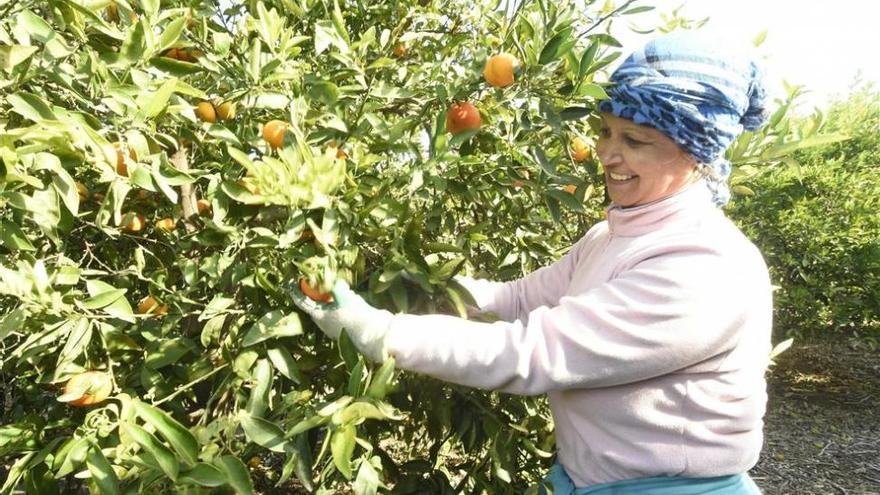 La nadorcott y la orri alcanzan su techo de precio