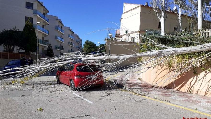Un arbre ha caigut a sobre d&#039;un vehicle per culpa del vent a Lloret de Mar