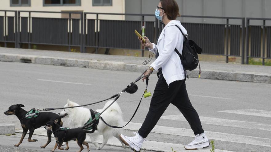 Una persona passejant els seus gossos a Girona.