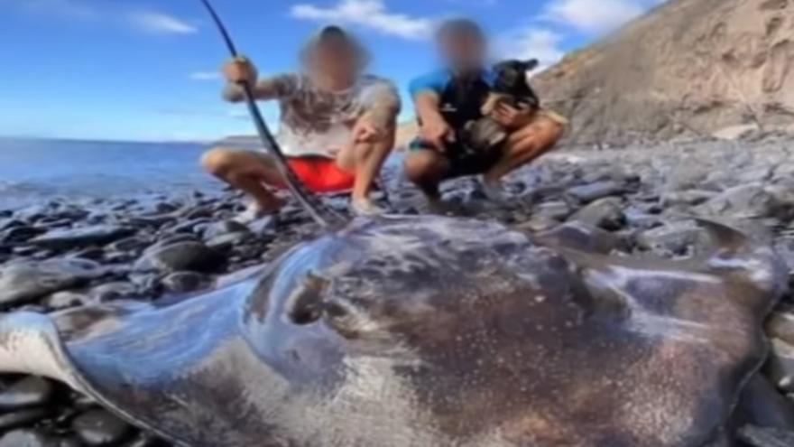 Pesca y despieza un tiburón angelote en Lanzarote