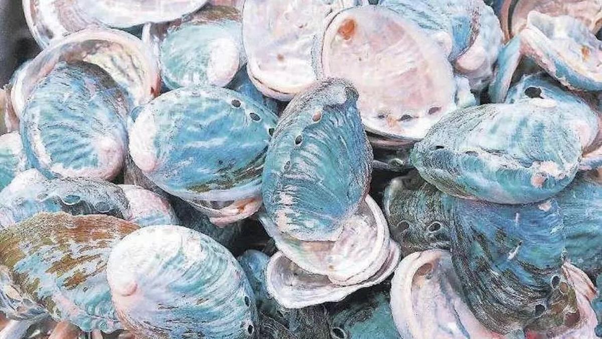 El abalón es considerado un superalimento por parte de muchos nutricionistas.