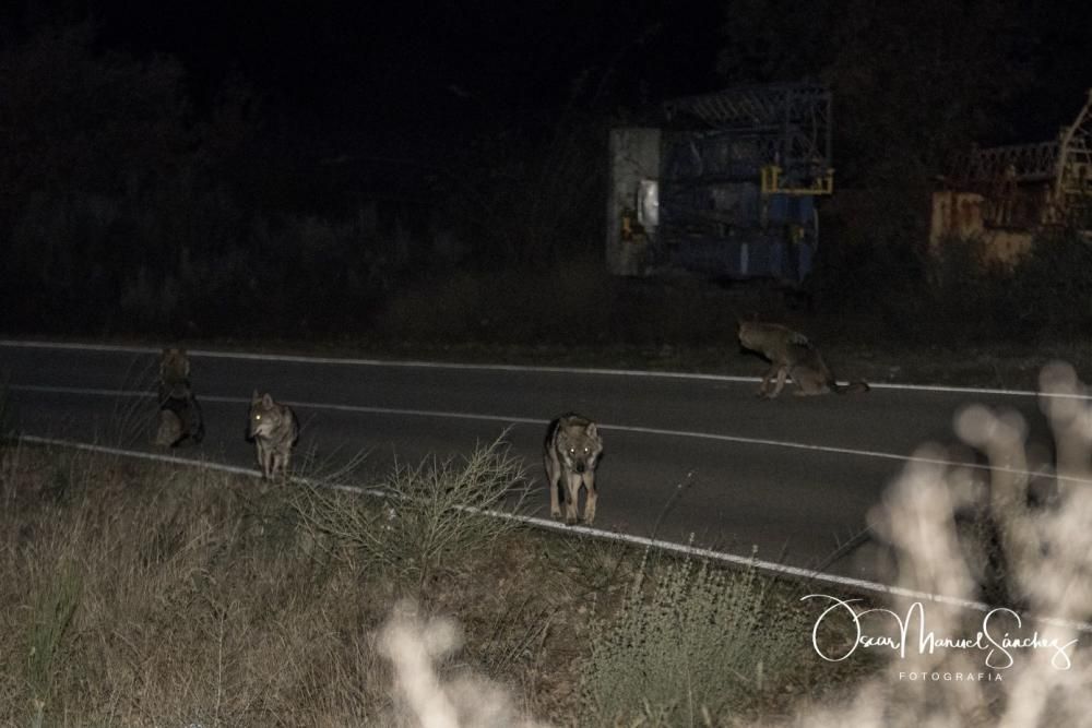 Los lobos se pasean por el asfalto en Sanabria