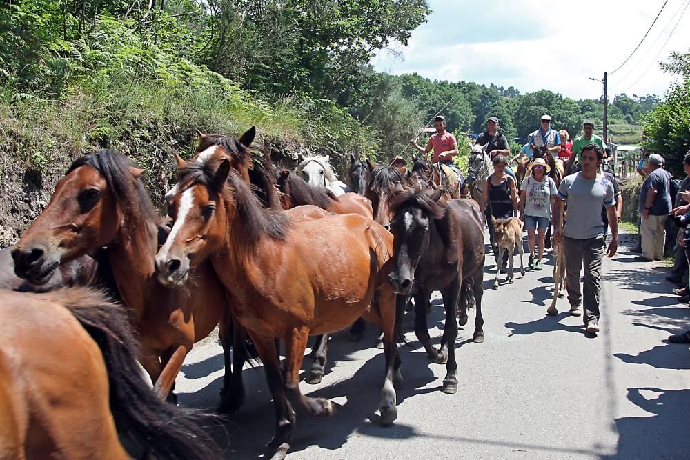 El primer curro de la Rapa das Bestas de Sabucedo // Bernabé Cris M. V.