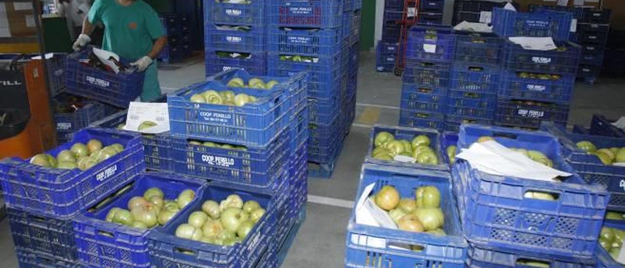 El Perelló produce solo un millón de kilos de tomate para preservar su calidad