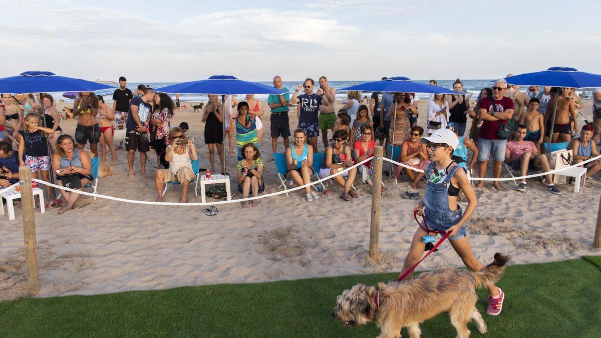 Desfile de perros en adopción y familias interesadas.