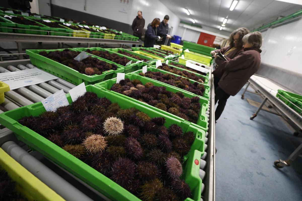 Oricios en los primeros días de campaña.