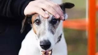 Los valencianos anteponen la adopción de animales de compañía a su compra