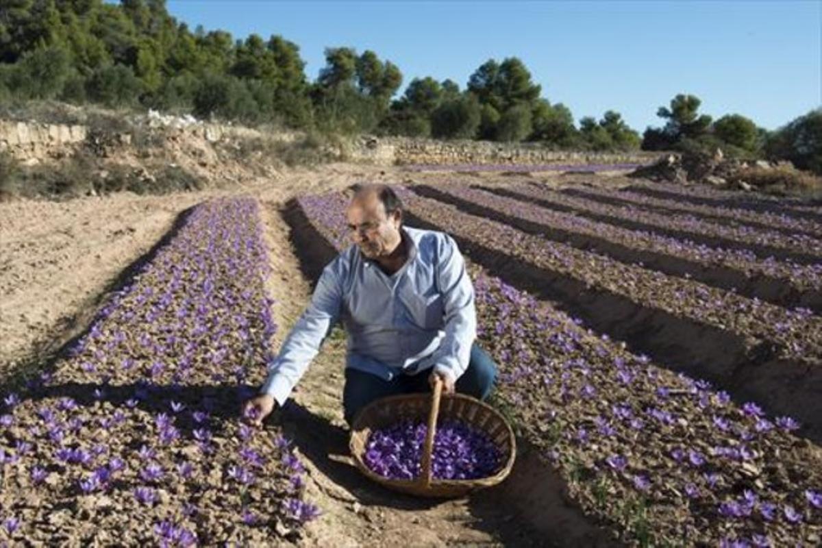 Manolo Ramírez, en la seva finca de safrà de L’Albagés (Garrigues). Manolo Ramírez, en la seva finca de safrà de L’Albagés (Garrigues).