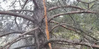 Cómo la caída de un rayo acaba en incendio