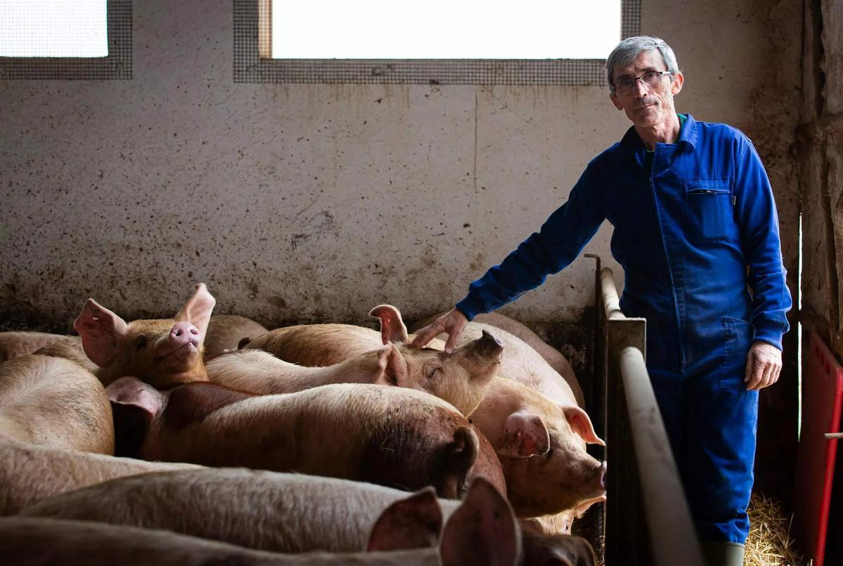 Pedro Matarranz, ganadero, en su granja de cerdos de Cantimpalo (Segovia).