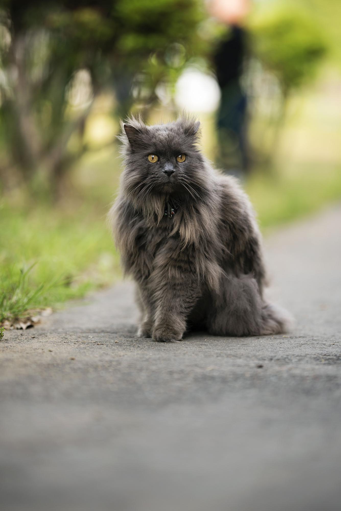 Gato Chantilly: Encuentra la calma en las razas de gatos