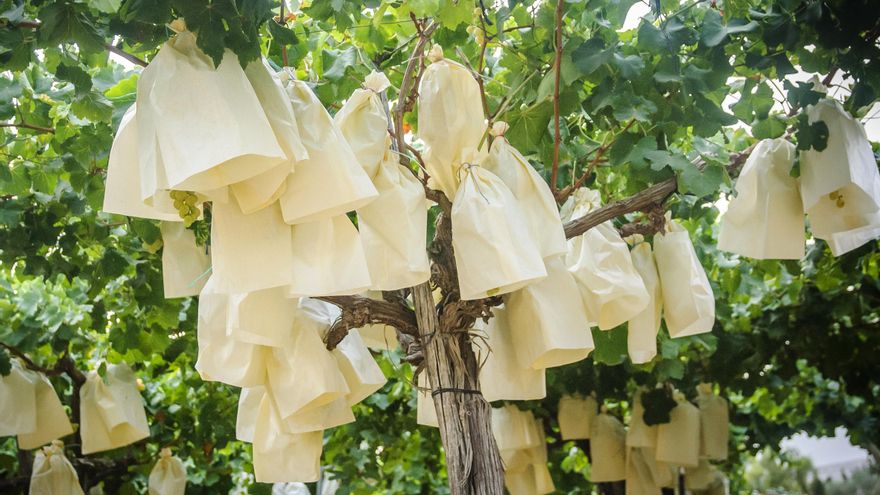 Aspe pide a Hacienda la reducción de la tributación del sector de la uva de mesa del Vinalopó