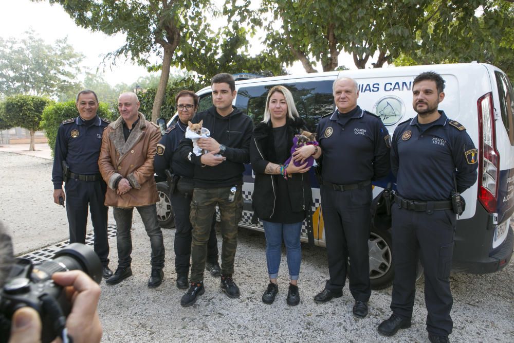 Así están los 56 perros rescatados en una vivienda en Alicante