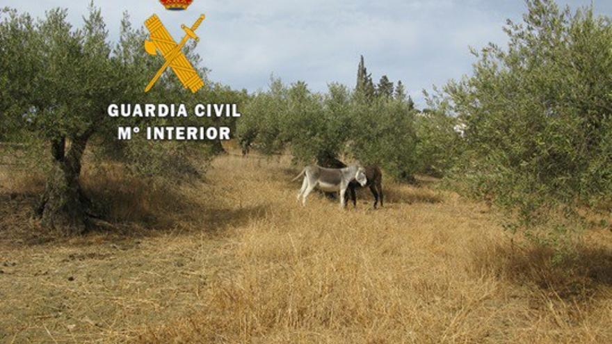 Intervienen en Coín burros, perros y gallos de pelea en pésimas condiciones