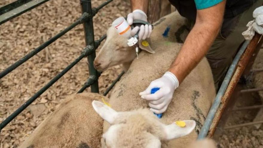 La lengua azul reaparece en Navalvillar de Pela y el virus del Nilo llega a una yeguada de Navalmoral