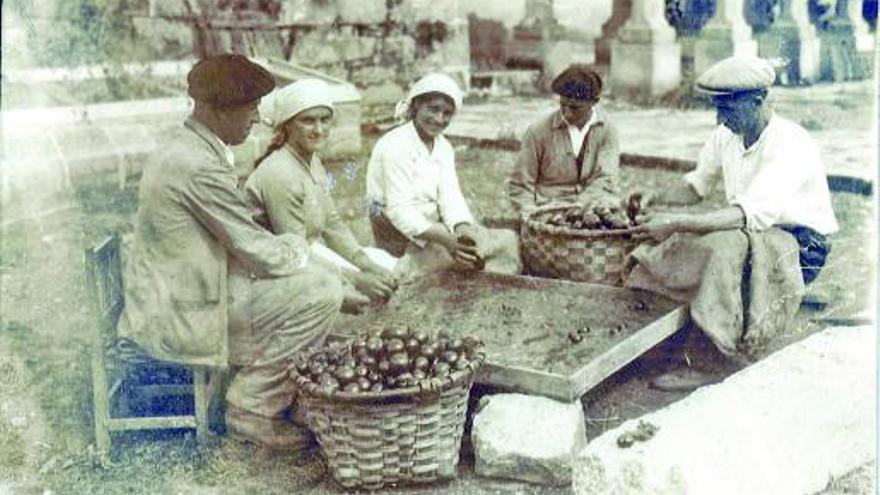 Trabajadores de la Misión Biológica de Galicia separan la semilla de tomate de la pulpa en los inicios de la entidad.  | // MBG-CSIC