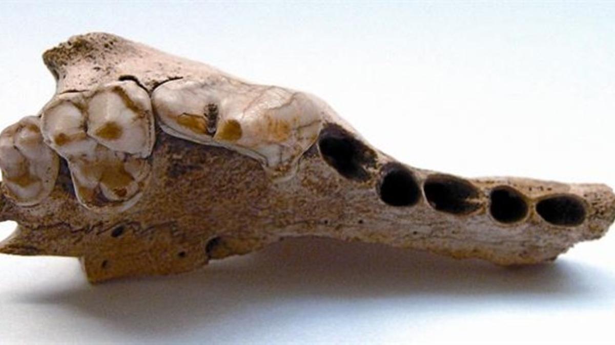 La mandíbula canina encontrada en la gruta de Kesslerloch, en el norte de Suiza.