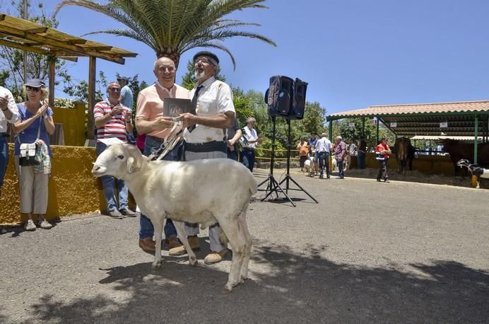 ARUCAS GRAN CANARIA A 28/05/2017 Entrega de premios concurso de ganado del Cabildo de Gran Canaria. FOTO: J.PÉREZ CURBELO