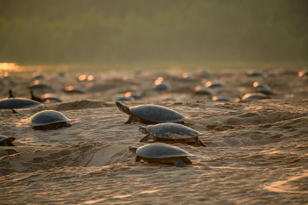 Tortugas llegan para poner sus huevos