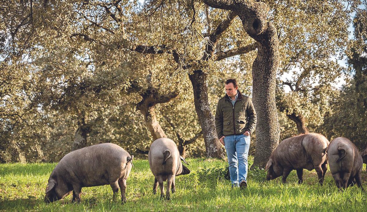 Rafael Muñoz es ganadero de la comarca y la cría del cerdo ibérico en plena dehesa es parte de su trabajo.