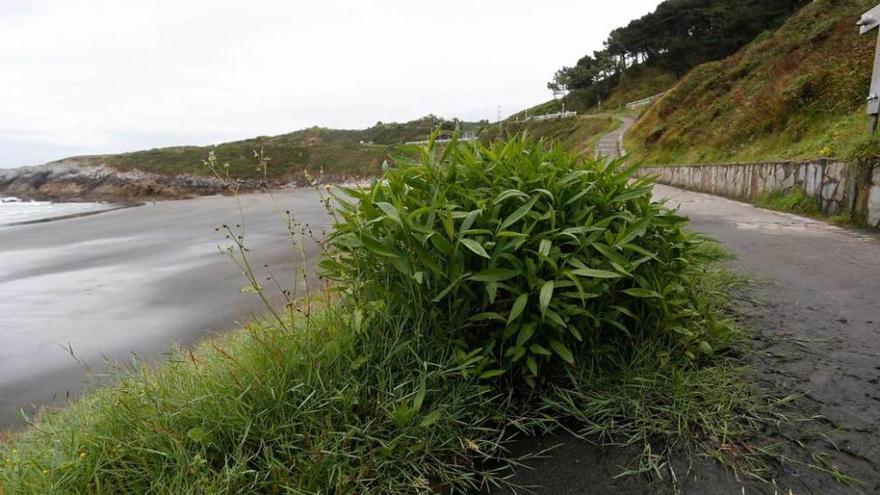 Los usuarios se quejan de las duchas de la playa de Arnao