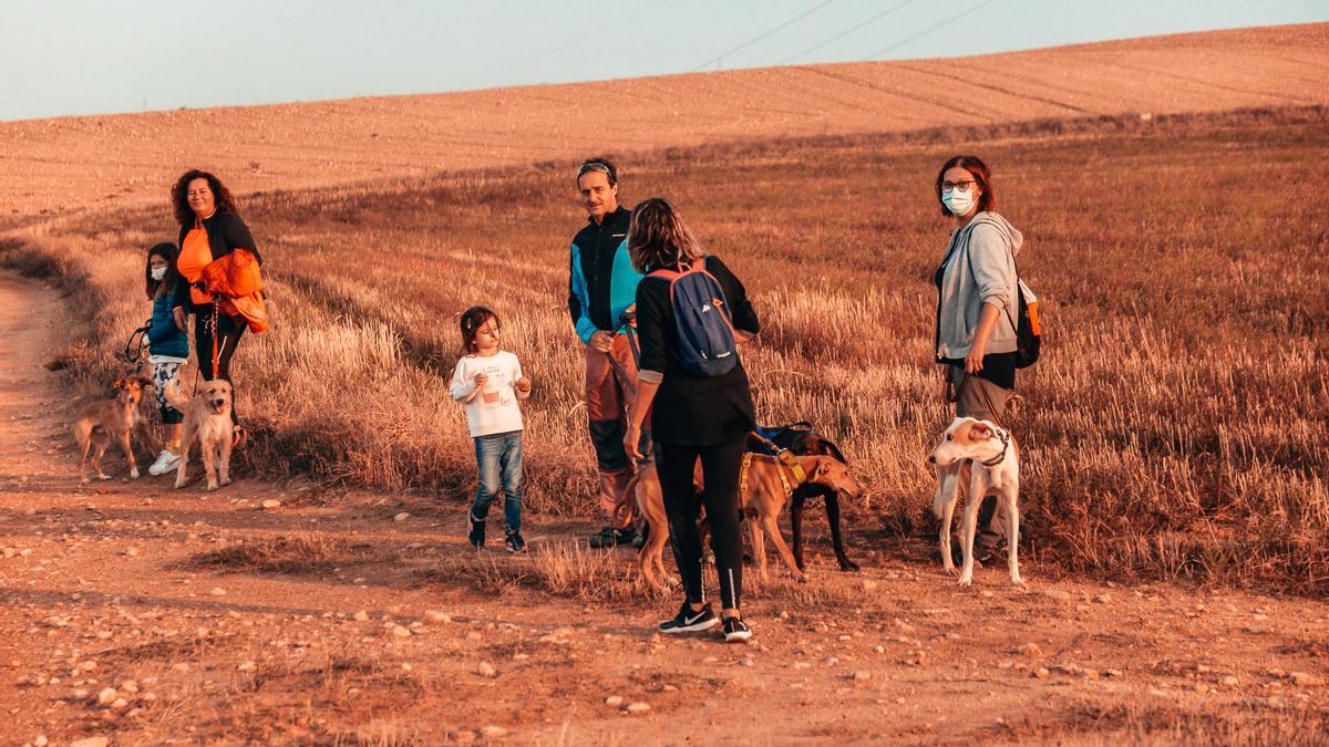 Varios voluntarios paseando perros de la protectora.