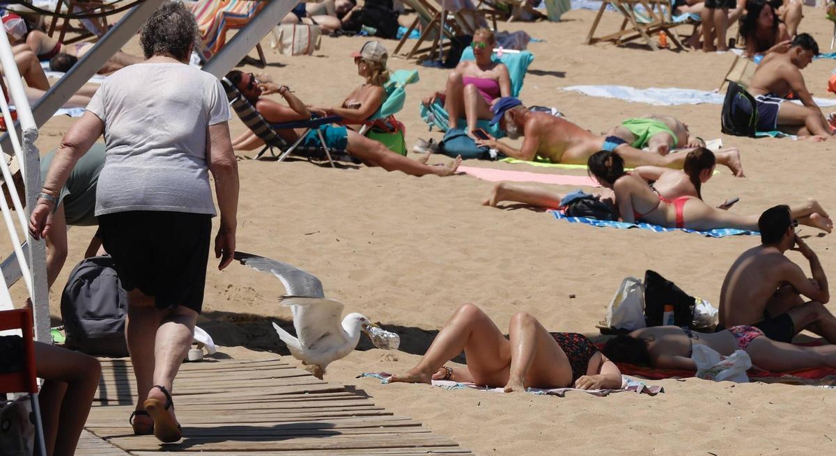 La curiosa escena con una gaviota y un bocadillo en Gijón, en imágenes