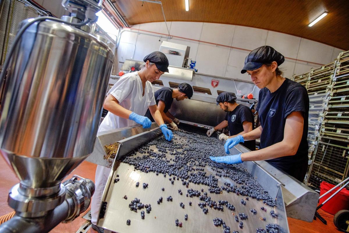 Selección de uvas en el proceso para la elaboración de vino.