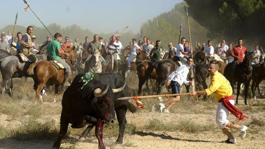 Foto del Toro de la Vega