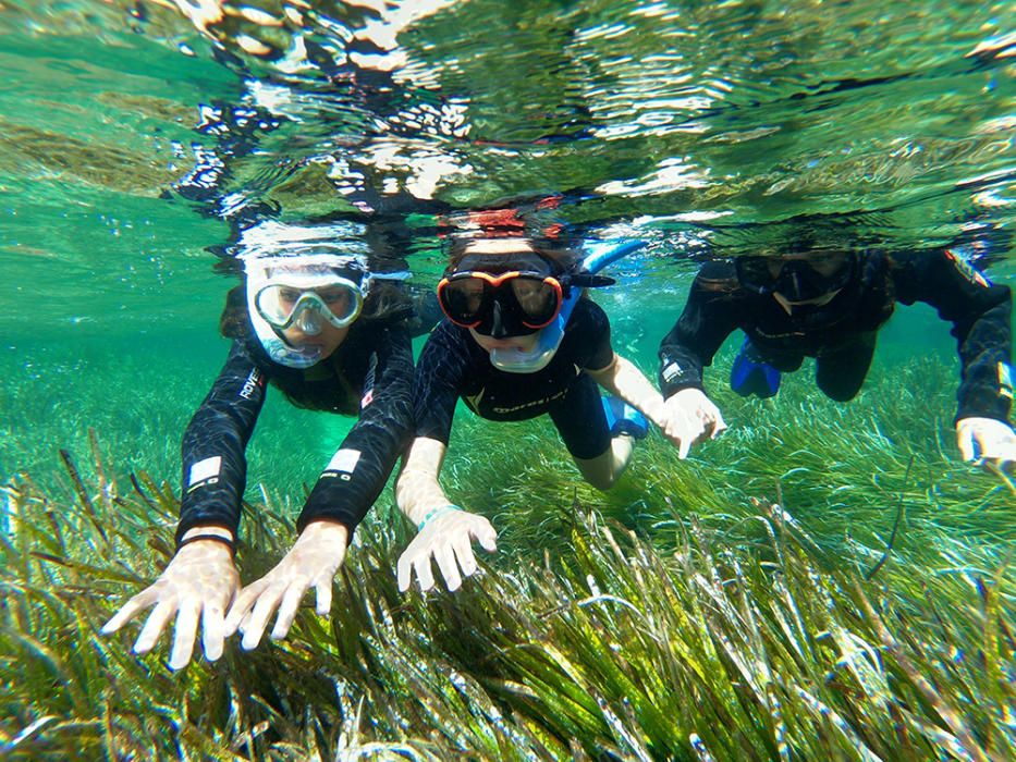 Zambullida para conocer la posidonia