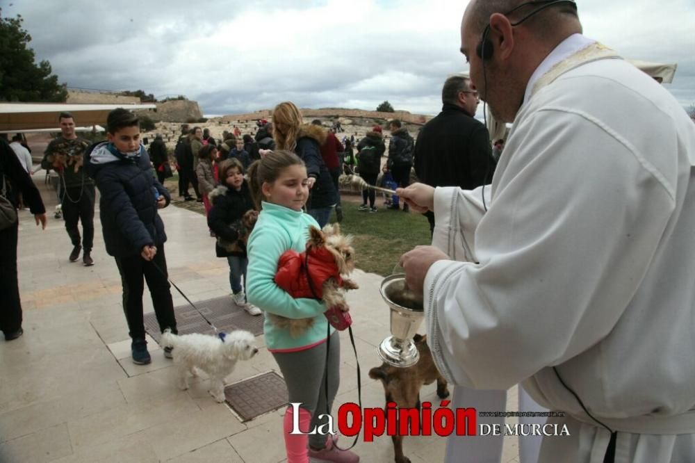 Jornada especial por San Antón en la Fortaleza del Sol de Lorca