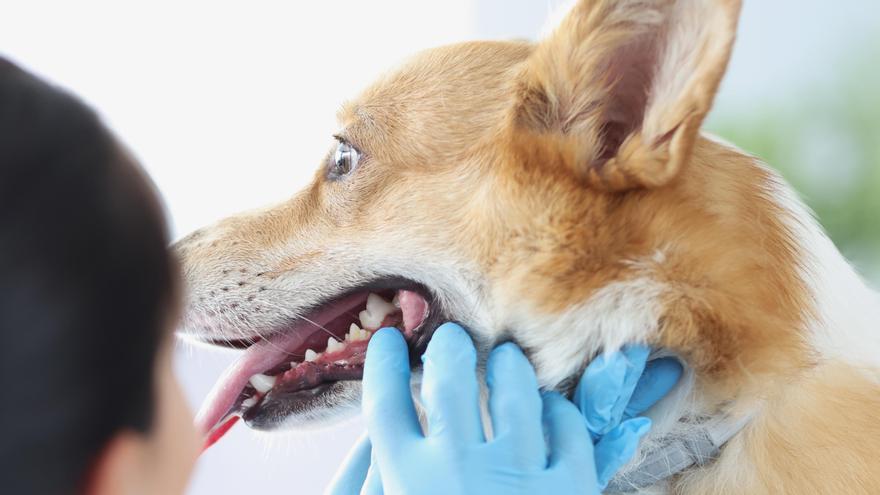 Es fundamental que los veterinarios supervisen la salud oral de las mascotas.