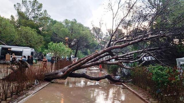 Un arbre caigut al càmping Las Palmeras, a Tarragona. | LLUÍS ESCRIG