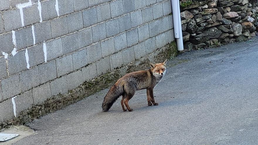 El regalo de Reyes de un pueblo de Zamora: un precioso zorro a la puerta de casa