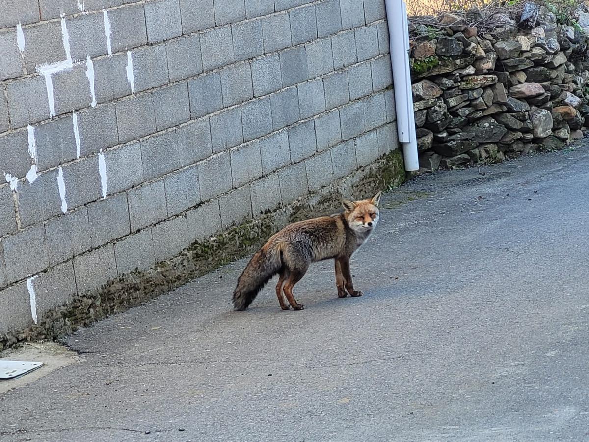 Zorro paseando por Mahíde.